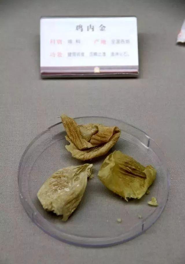 生鸡内金的功效与作用怎么样?老中医推荐的养生好物。