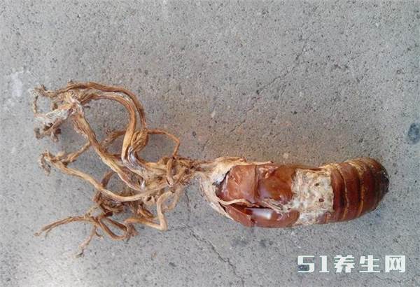 金蝉花的功效与作用大揭秘,原来有这么多神奇之处!