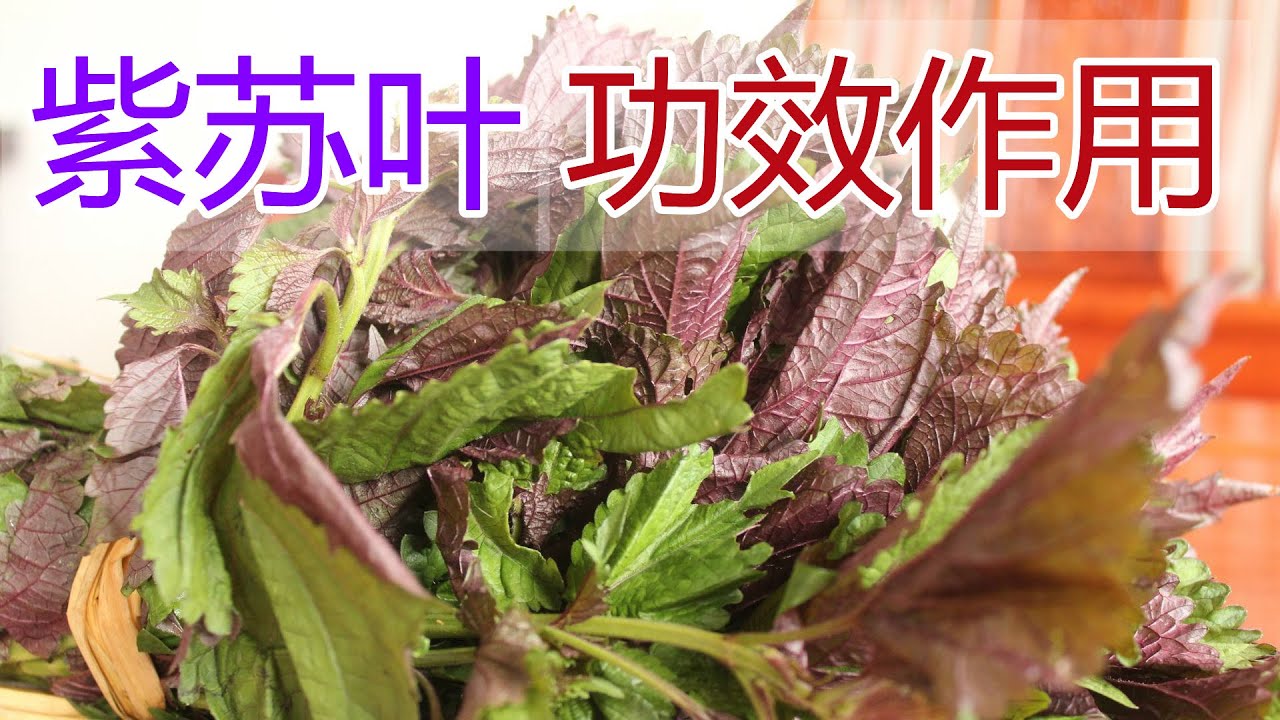 紫苏的功效和作用