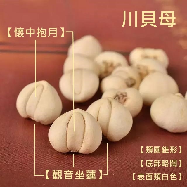 平贝母的功效与作用有哪些?日常保健要知道这些事!