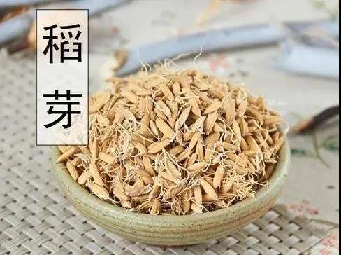 稻芽的功效与作用能健脾开胃吗？老中医告诉你它的妙用！