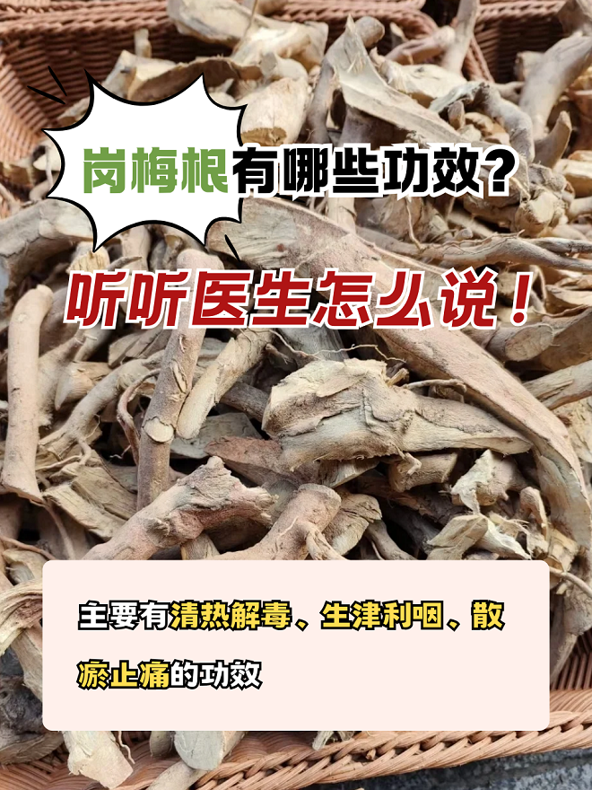 岗梅根的功效与作用你知道多少?中药师傅来给你科普!