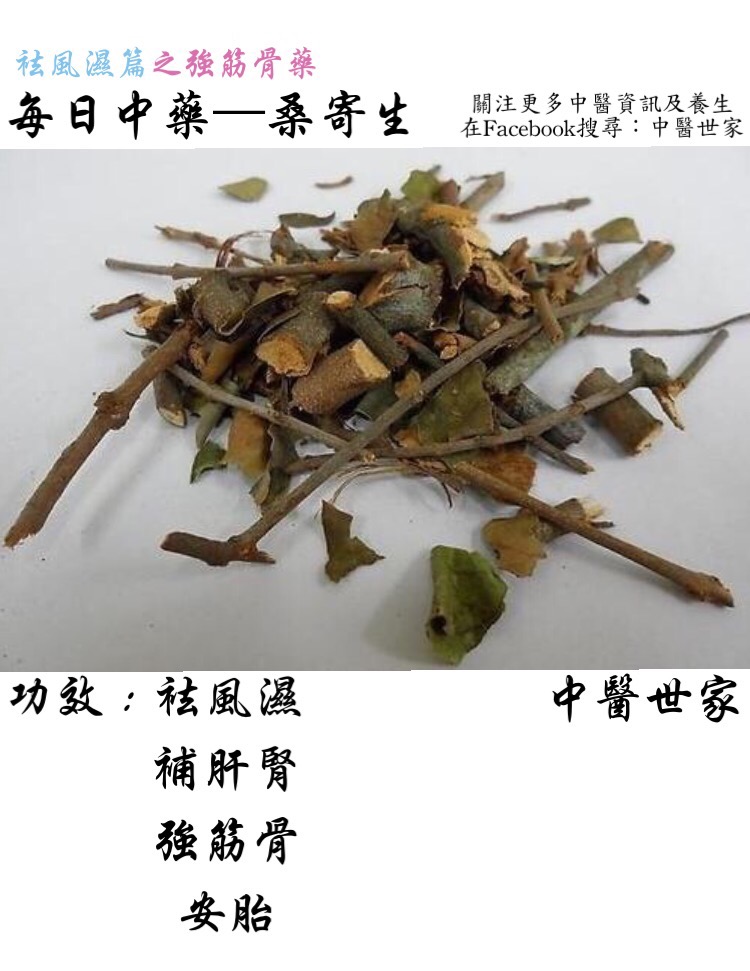 揭秘桑寄生的作用与功效,腰腿疼喝它管用吗?