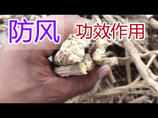 防风的作用和功效