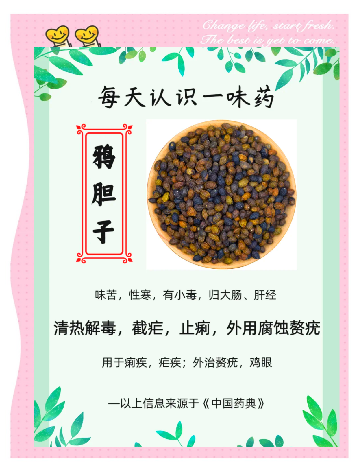 鸦胆子能治哪些病?细说鸦胆子的功效与作用,还有怎么用