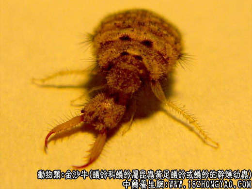 金沙牛的功效与作用详解，快来看看它到底好不好用吧！