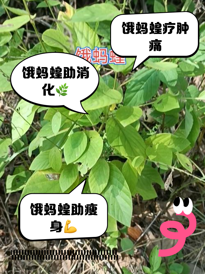 饿蚂蝗的功效与作用有哪些?看完这篇文章你就全懂了。