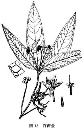 想知道八爪金龙的功效与作用吗?这几点你可得记牢!