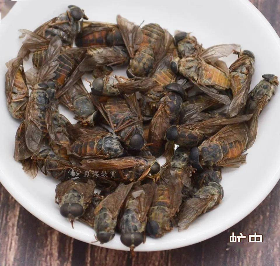 虻虫的功效与作用