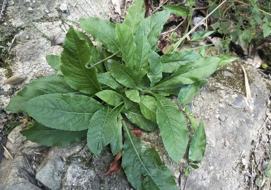地胆草的功效与作用是什么？用对地方效果好身体棒棒。