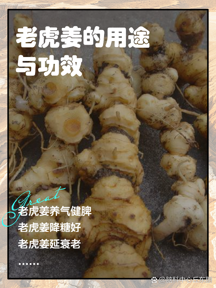 老虎姜的功效与作用