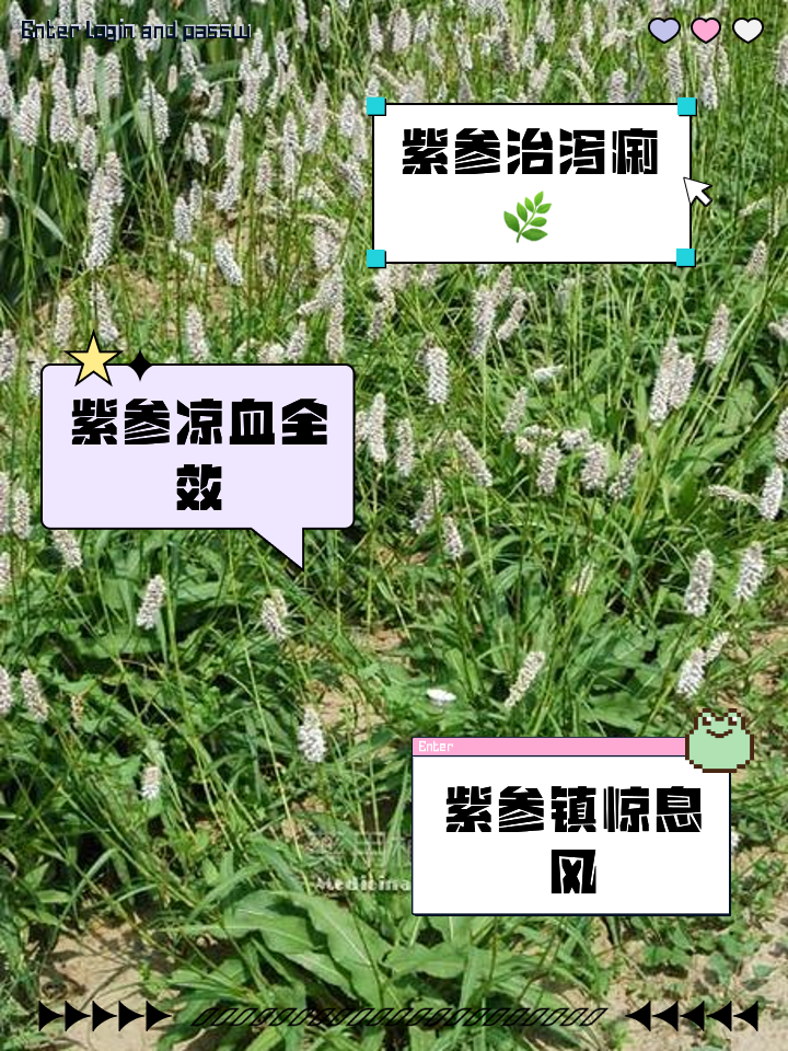 紫参的功效与作用有哪些?老中医告诉你这几点!