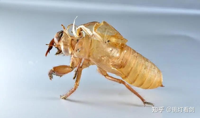 蝉蜕功效有啥用?生活中这些地方用得上!