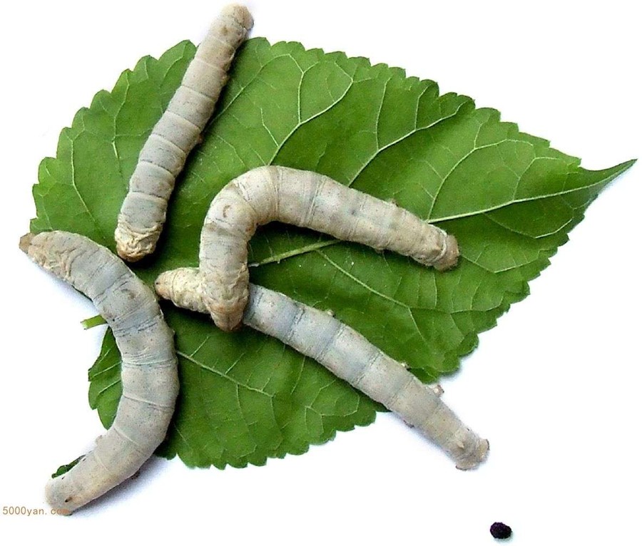 蚕沙的功效与作用有哪些?老中医告诉你主要治啥病!