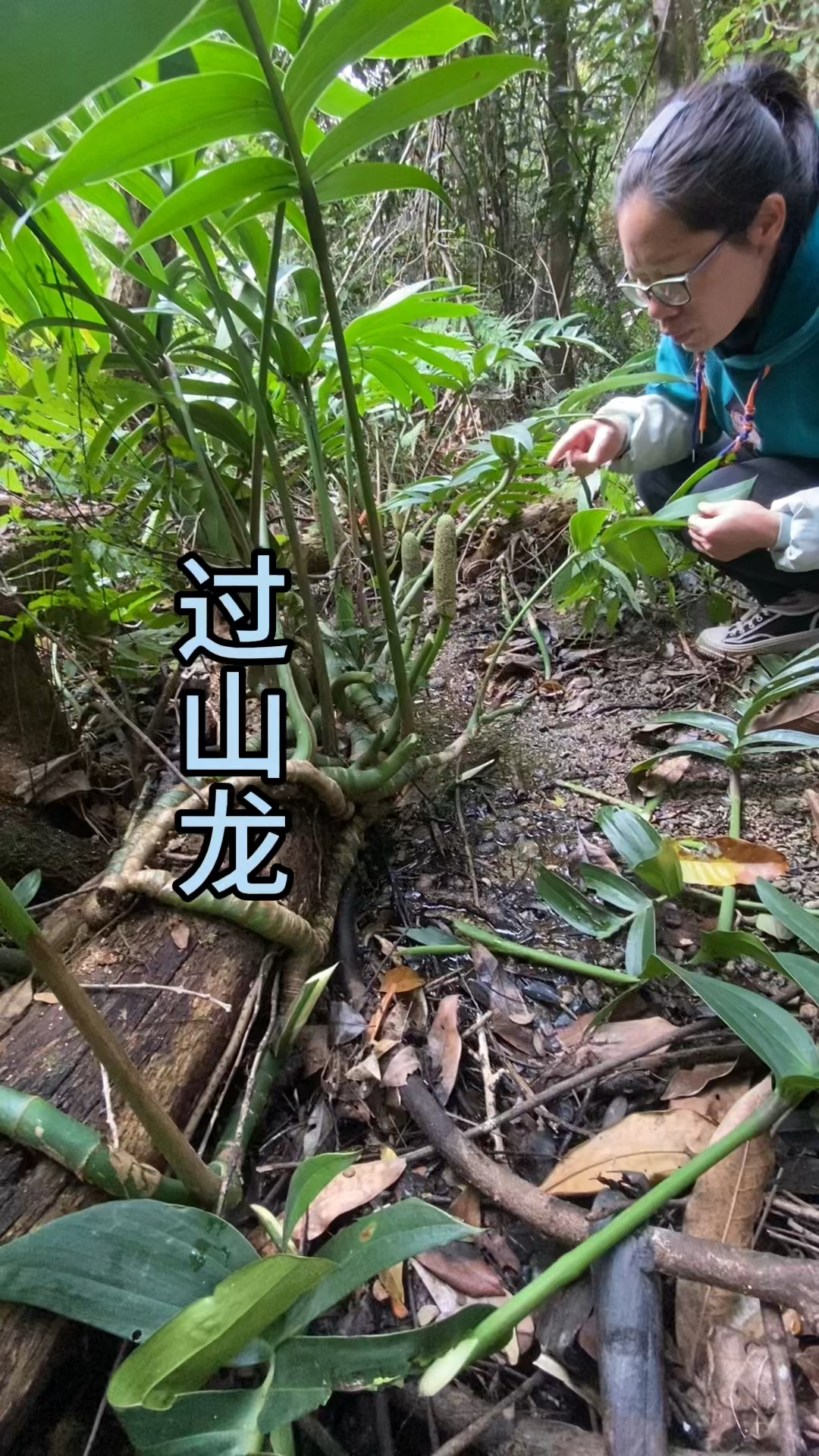 过山龙的功效与作用是什么?日常用它好处多又多!