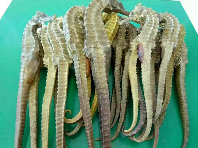 海马的功效