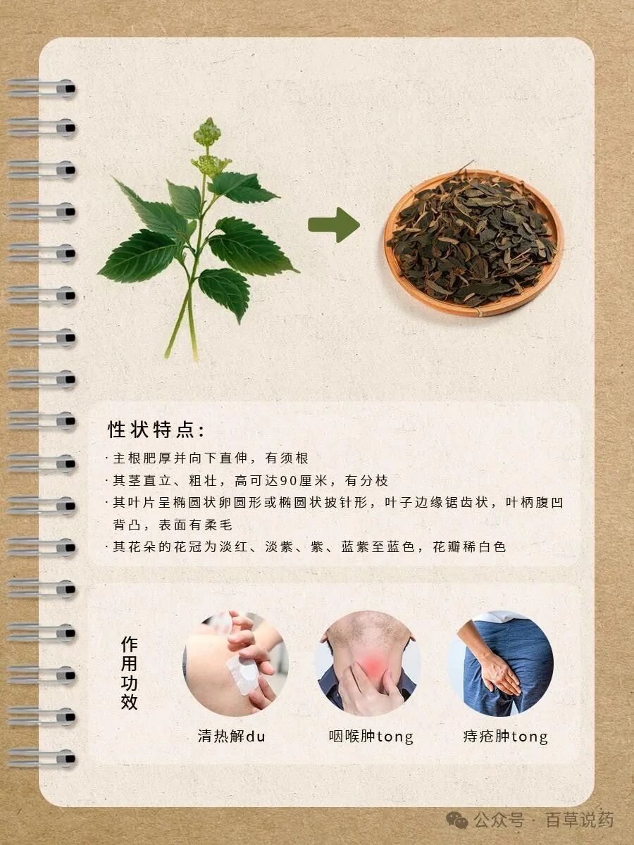 雪见草的功效与作用有哪些?看完这篇你就全知道了!