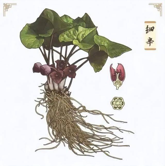 北细辛的功效与作用