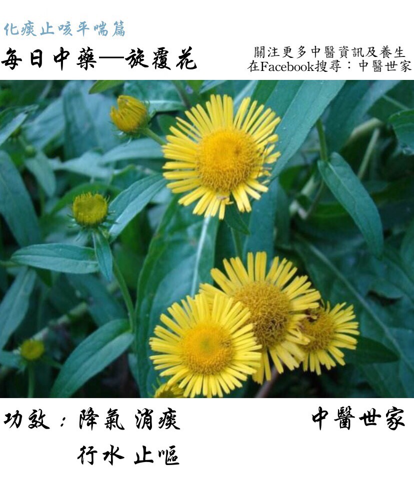 旋覆花的功效与作用有哪些?日常保健这么用效果好!