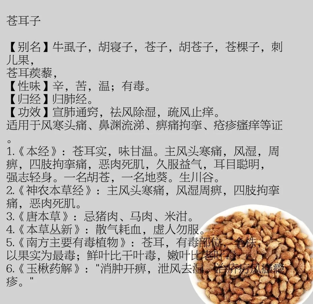 想知道苍耳子的功效主治什么？看这篇就够了！