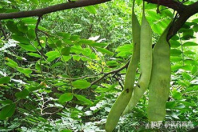 猪牙皂的功效与作用你知道吗？用对了全家都受益！