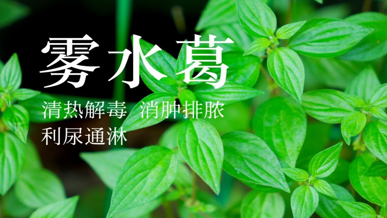 怎么用好雾水葛的功效与作用(老中医教你小妙招)
