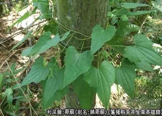 绵萆薢的功效与作用真有那么神奇?听听专家怎么说