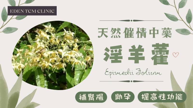 淫羊藿功效与作用怎么发挥最好?这样用效果翻倍!