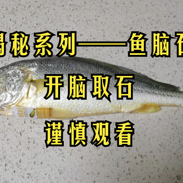 鱼脑石的功效与作用都包括啥？这几方面的好处不容忽视！