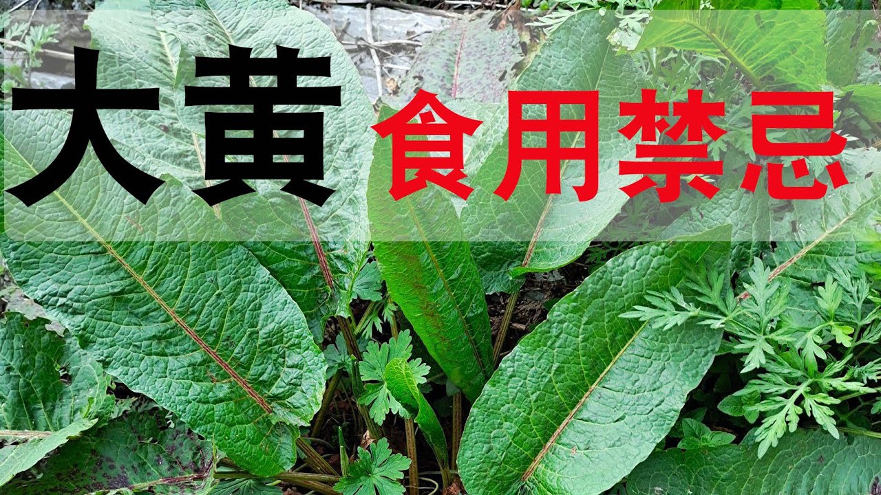 别再乱用了!熟大黄的功效与作用及禁忌一次告诉你!