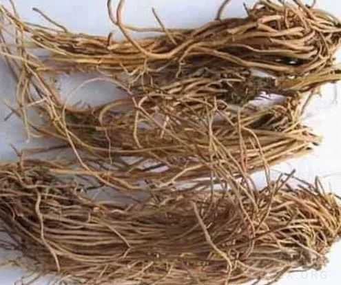 想知道白薇的功效与作用？这篇文章讲得特别透彻。