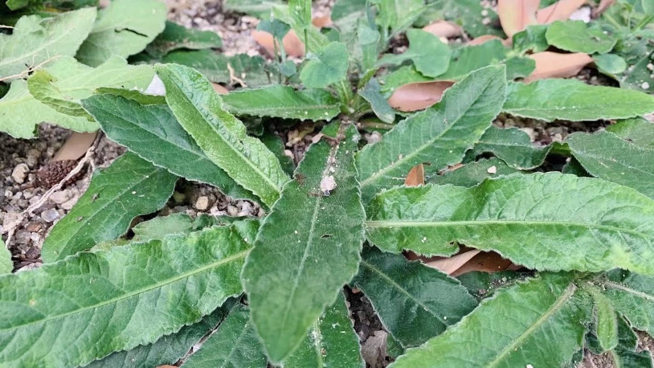 地胆草的功效与作用是什么?用对地方效果好身体棒棒。