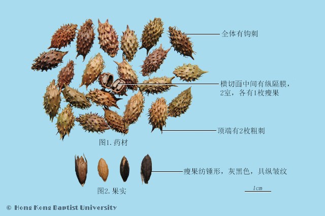 苍耳的功效与作用