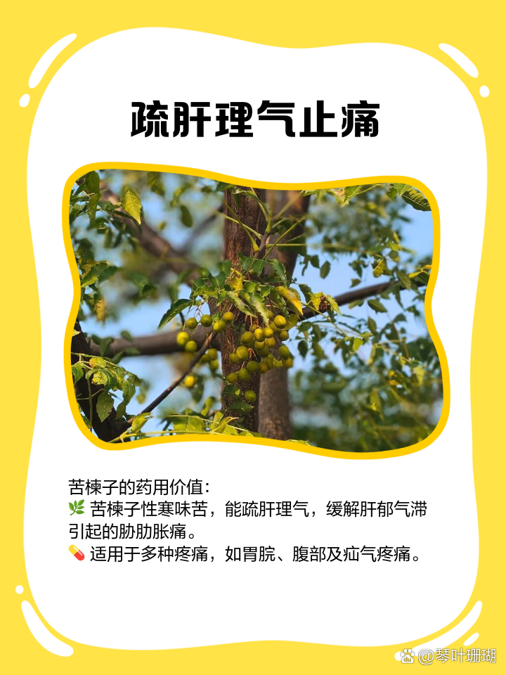 了解苦木的功效与作用,这些知识点你需要知道
