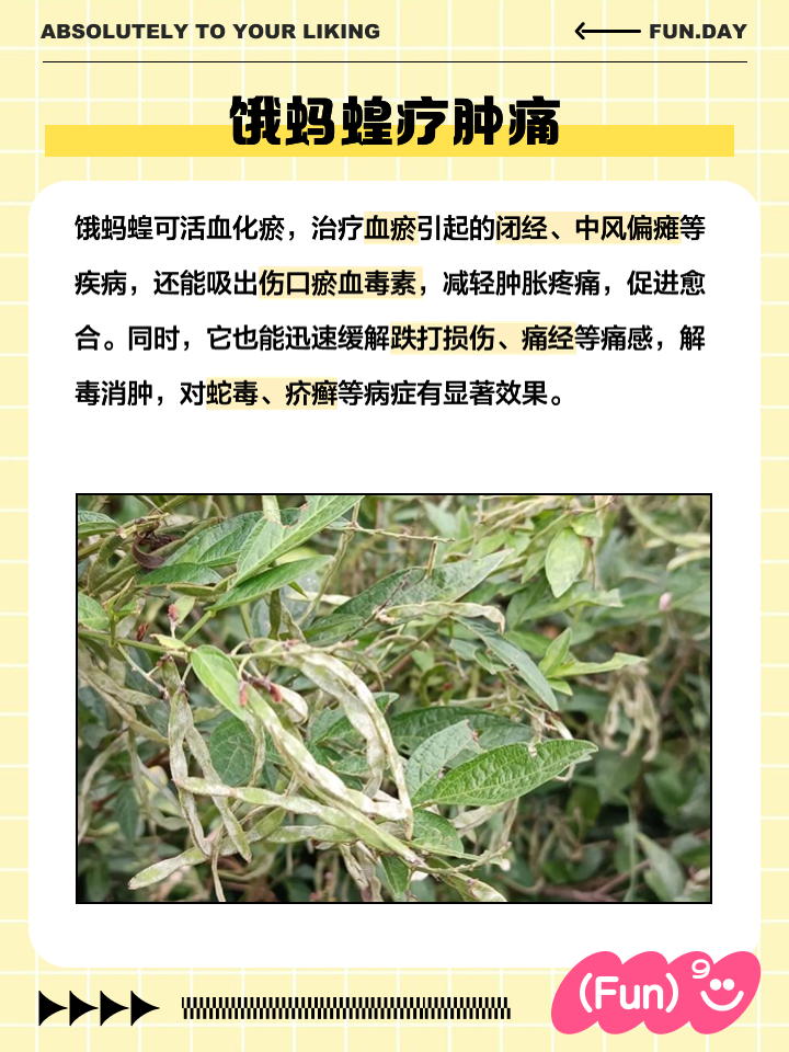 饿蚂蝗的功效与作用有哪些?看完这篇文章你就全懂了。