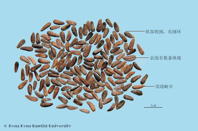 牛蒡子的功效,