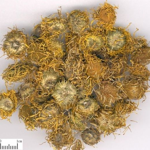 旋复花的功效与作用是什么?不光止咳化痰还有这些好处!
