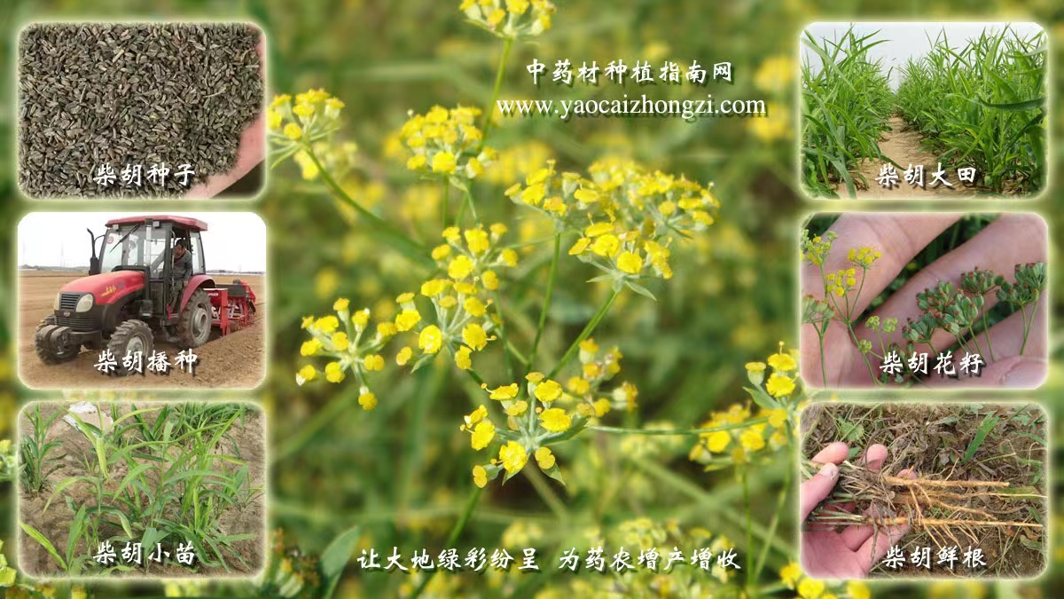 中药北柴胡的功效与作用