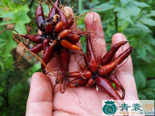 红活麻的功效与作用大揭秘!日常保健应该怎么用?