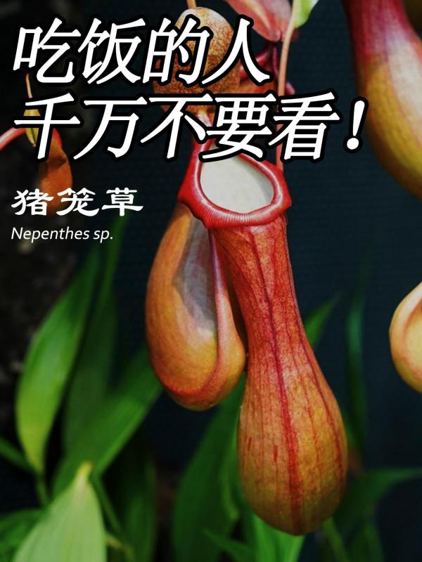 猪笼草的功效与作用