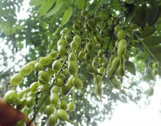 想了解槐豆的功效与作用？看完这篇你就全明白了！