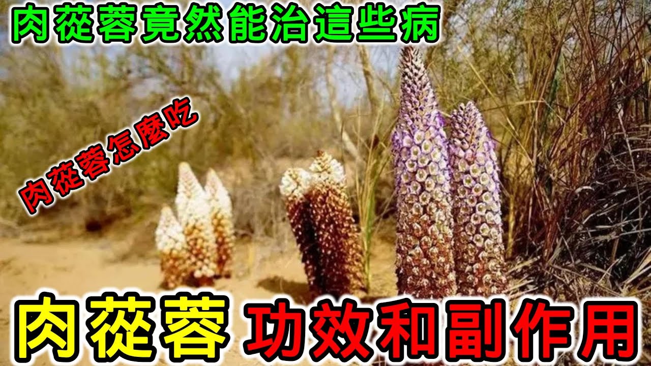 详解肉苁蓉功效与作用,除了泡水喝还有哪些吃法?