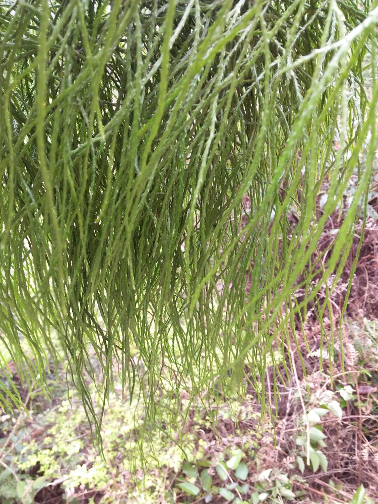 龙须草的功效与作用你知道吗?原来好处这么多!