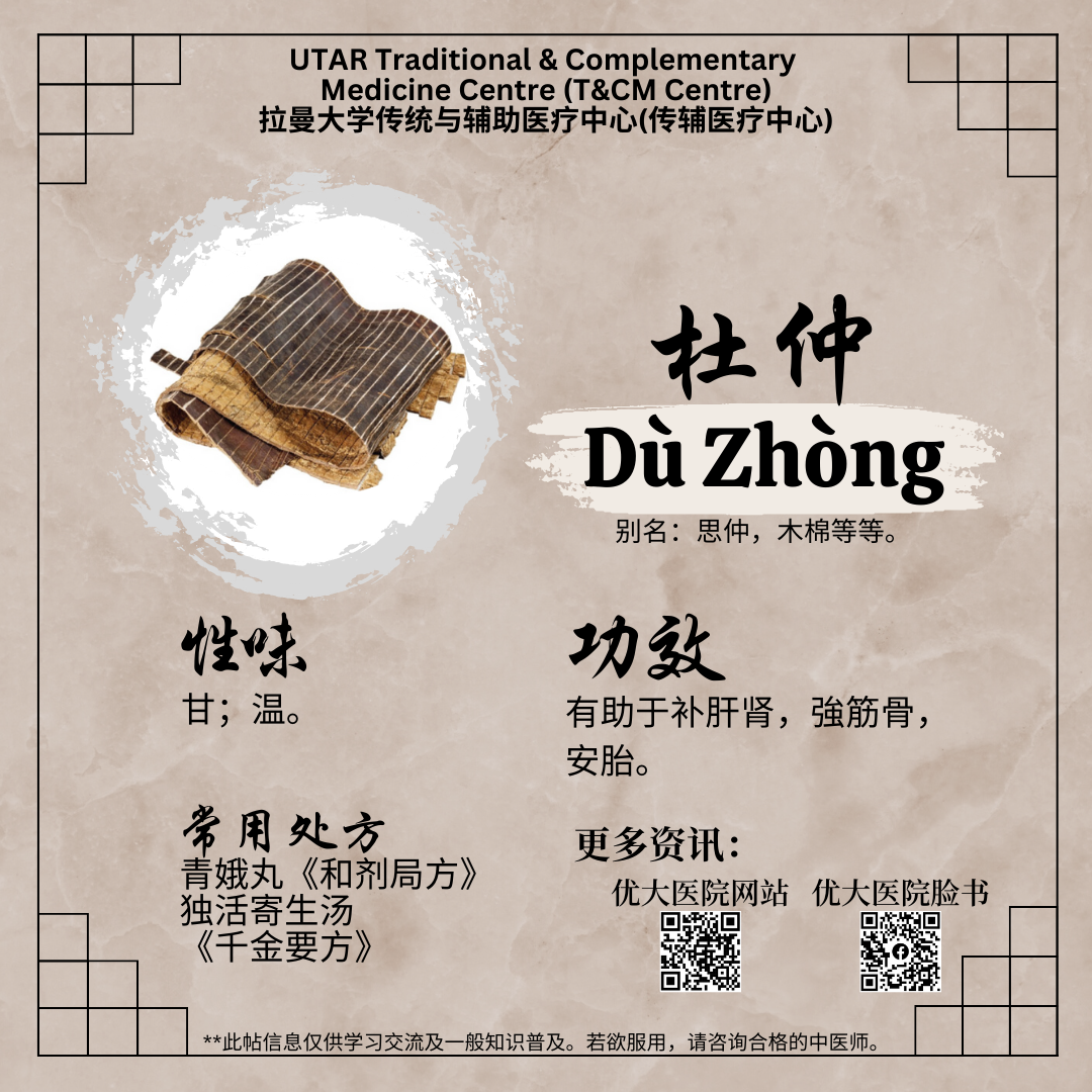 细数杜仲功效与作用,不光补肝肾还能安胎你知道吗?