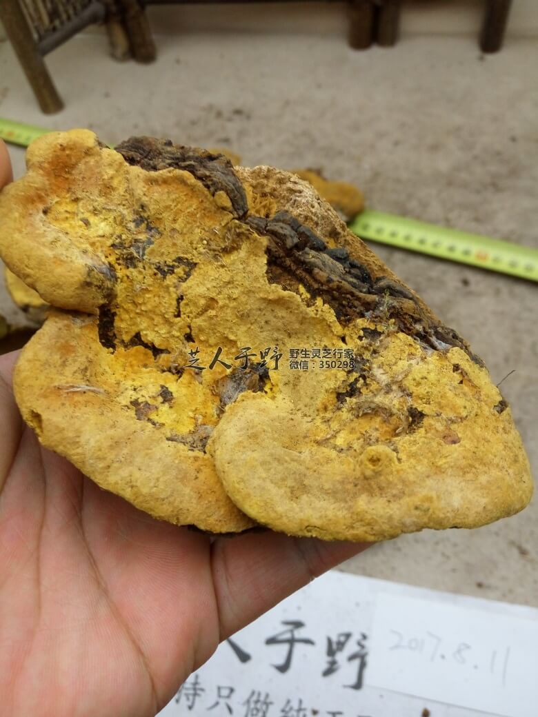 桑黄有什么功效与禁忌？喝对方法才能发挥大作用