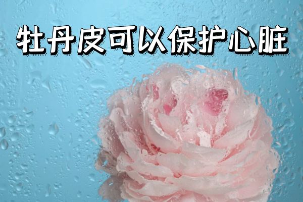 牡丹皮的功效对身体好不好？听听专家怎么说！