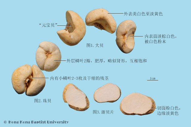 浙贝母的功效
