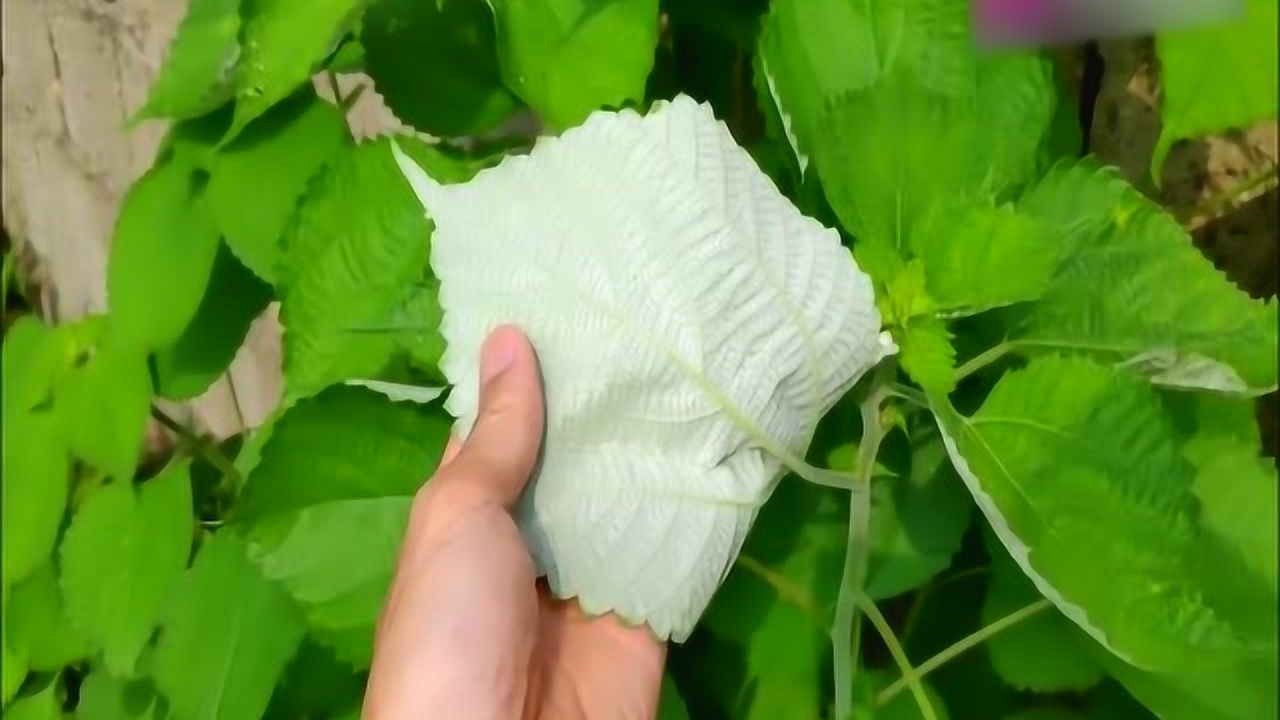 苎麻叶的功效与作用