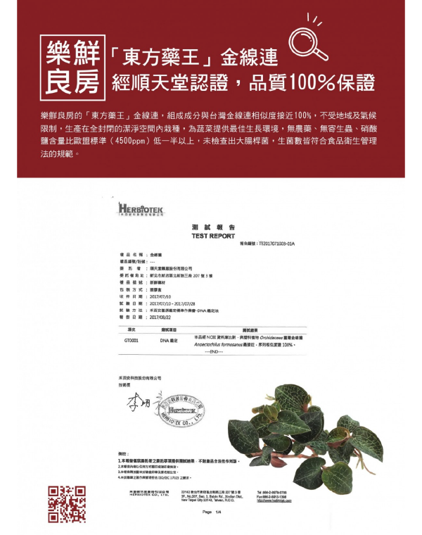 金线莲功效与作用大揭秘，原来对身体有这些帮助！