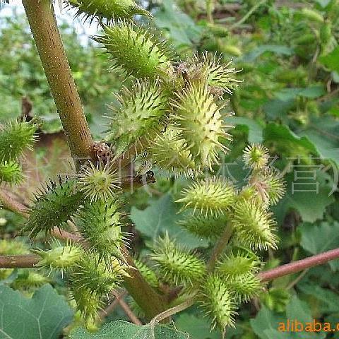 苍耳的功效与作用